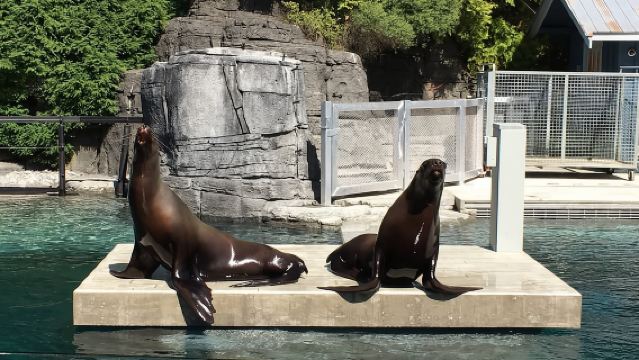 Acuario de Vancouver: entrada sin colas