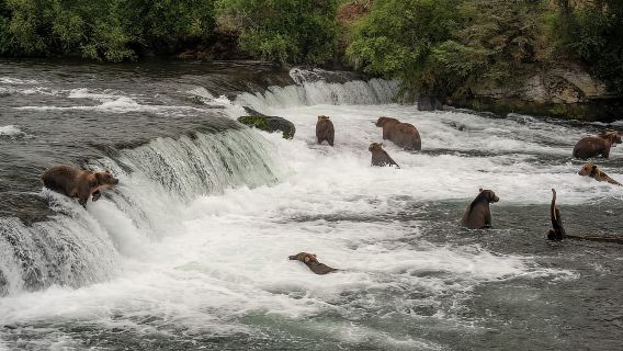 น้ำตกบรูคส์: ชมหมีในอุทยานแห่งชาติแคตไมทางเครื่องบินลอยน้ำ