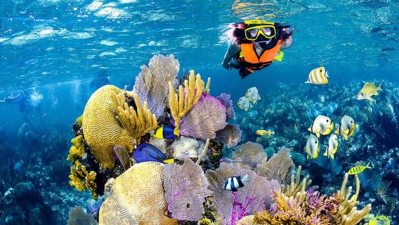 Tulum Area Experiences Guided Snorkeling Tour - Casa Cenote + Ocean Reef & Lunch