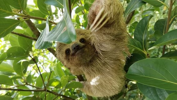 Sloth Tour in Rainforest, Waterfall, Organic Coffee and Chocolate