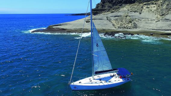 Whale and dolphin watching on an exclusive sailboat in Tenerife