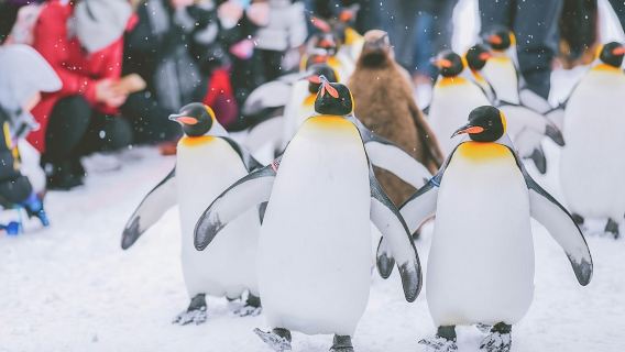 北海道的夏天-旭山動物園&白鬚瀑布&青池&富田一日遊