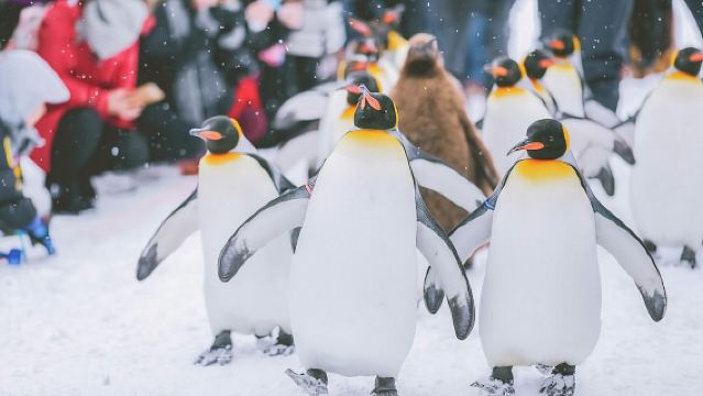 Однодневный тур в зоопарк Хоккайдо, парк Сикисай и к рождественской елке или Ningle Terrace с русскоговорящим гидом