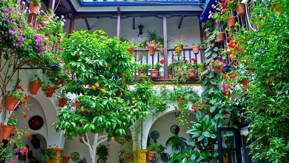 Tour Guidato di Cordoba Moschea e Cattedrale da Siviglia