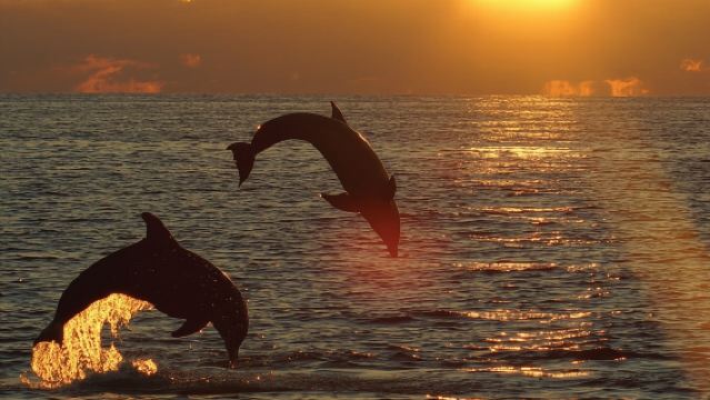 Tour tutto incluso di 3 ore al tramonto con delfini da Medulin sulla barca Sandra