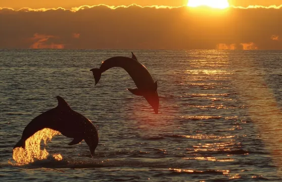 梅杜林出發的3小時全包日落與海豚之旅（桑德拉號）