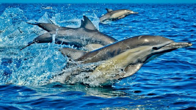 Excursión para avistar delfines y tortugas con crucero al atardecer en la playa de Nungwi
