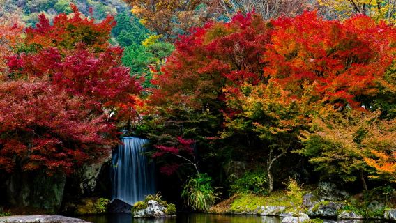 【秋季限定】九重夢大吊橋+九醉溪（桂茶屋）+溪石園+一目八景