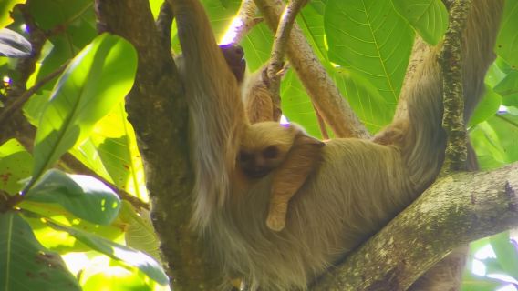 Cahuita: ทัวร์ชมสลอธพร้อมไกด์ในป่าฝน