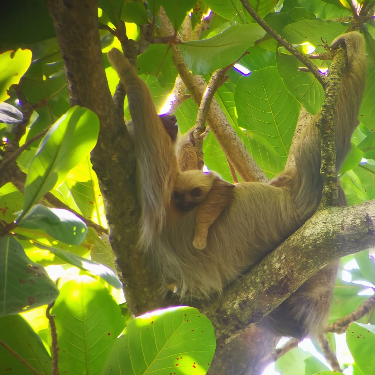 Cahuita: Tur Berpemandu Menonton Kukang di Hutan Hujan