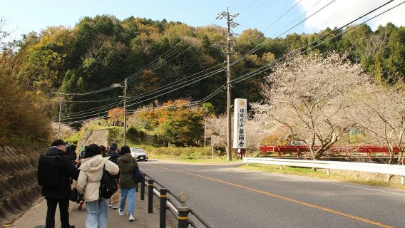 Shin-Toyota: Tur Bus Korankei/Obara dengan Mencicipi Kesemek
