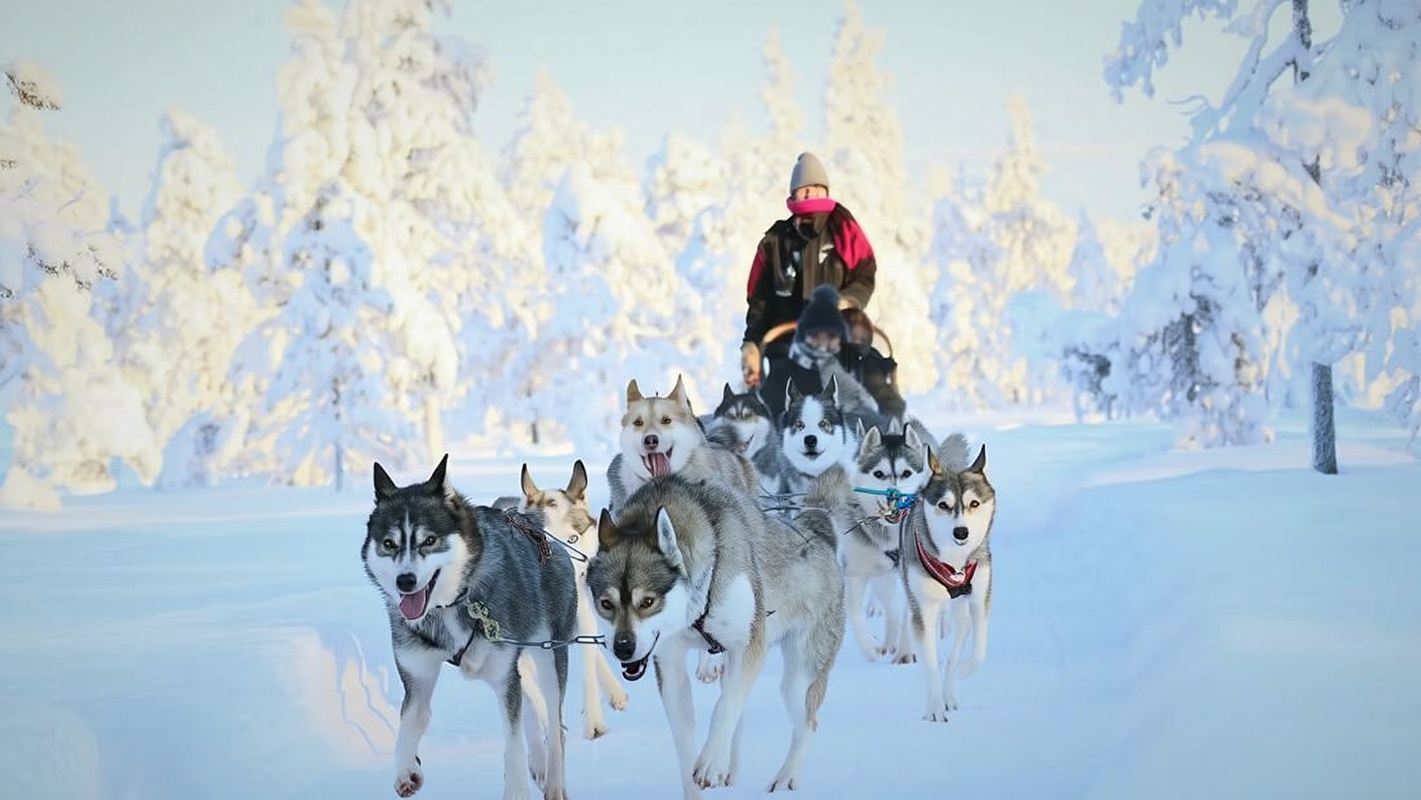 Finnish Rovaniemi Dog Sledding or Farm/Kennel Visit Experience Tour (Long or Short Sled/Snowmobile Ride + Fixed Hotel Pickup Option)