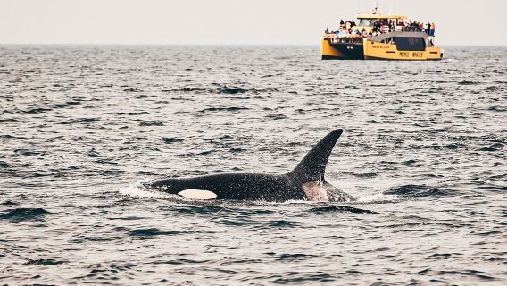 Vancouver Half-Day Whale Watching Adventure with Free Photos