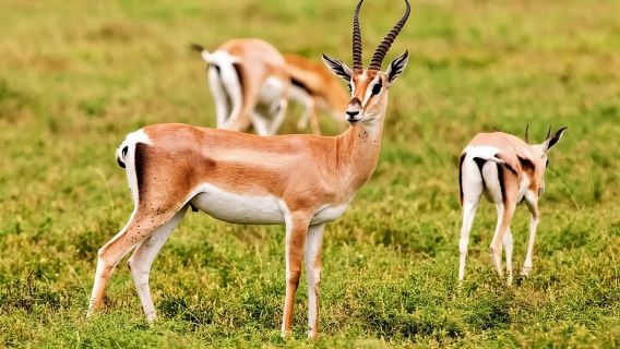 Agadir National Park & 4×4 Jeep Desert Safari Tour with Lunch