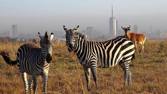 tour trong ngày tại công viên quốc gia Nairobi