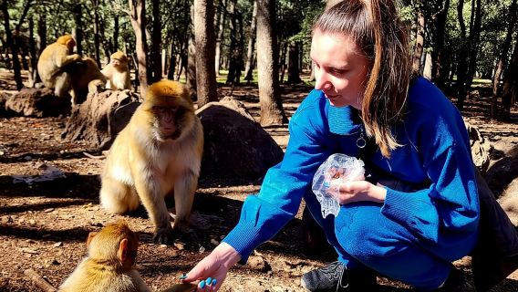Однодневная поездка из Феса в горы Средний Атлас, кедровый лес и Азру