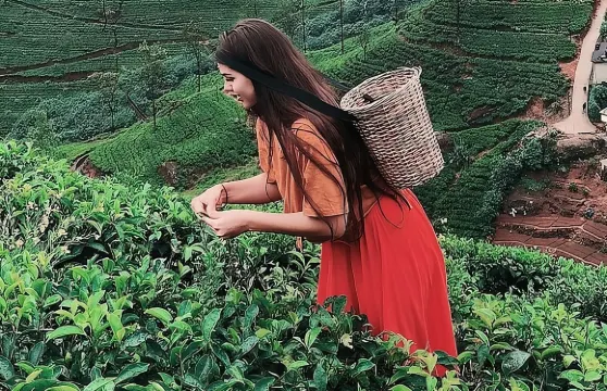 康提至努沃勒埃利耶日遊