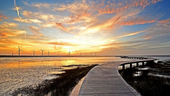 Gaomei Wetlands & Zhongshe Flower Market Tour with Free Bubble Tea