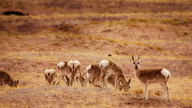 《生命樹·可可西里》+崑崙神泉+無極龍鳳宮一日遊（上門接送）