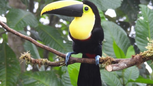 PRIVATE Mindo Cloud Forest tour