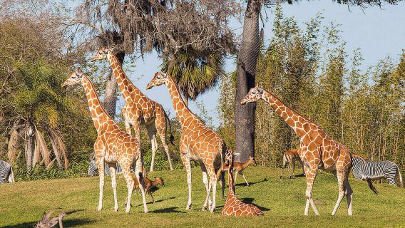 Tampa: Busch Gardens Tampa Bay Ticket & Multi-Park Options