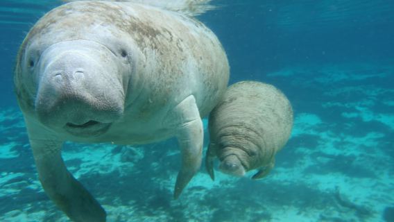 Cozumel: Manatee Encounter, Chankanaab Admission and Buffet