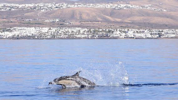 Lanzarote: esperienza di safari in mare