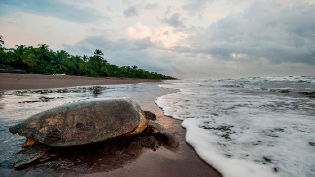 Tortuguero: tour notturno per osservare la nidificazione delle tartarughe