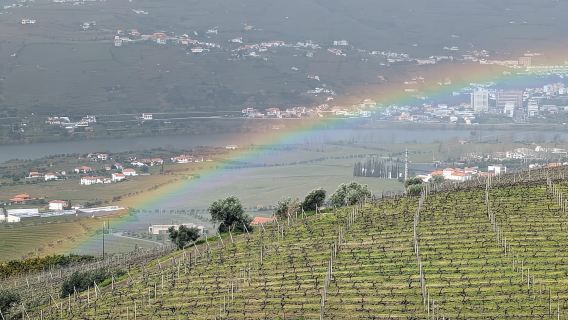 Da Porto: 2 regioni vinicole, pranzo dalla fattoria alla tavola e barca