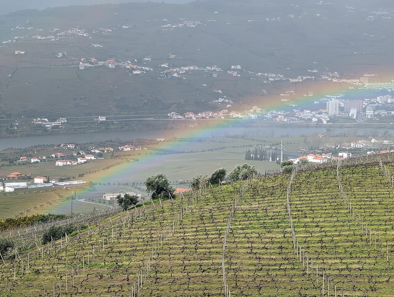 From Porto: 2 Wine Regions, Farm-to-Table Lunch & Boat