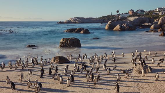 tour 1 ngày Mũi Hảo Vọng, Mũi Point và Bãi biển Penguin từ Cape Town, Nam Phi