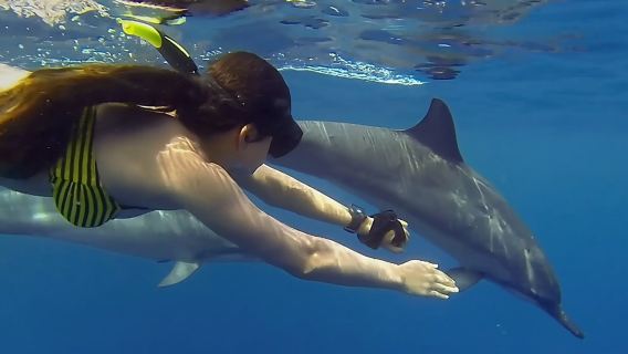 Mnemba Snorkeling, Dolphin and Baraka Natural Aquarium