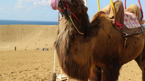 鳥取砂丘＆浦富海岸離島クルーズ（大阪発・昼食付き）