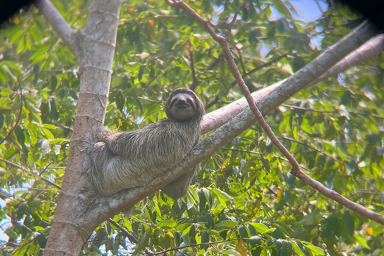 Explore Panama Canal and Gatun Lake with Rainforest Hike