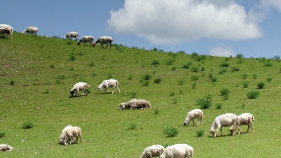 呼和浩特+輝騰錫勒草原+烏蘭哈達火山地質公園一日遊