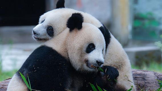 ChongqingTours