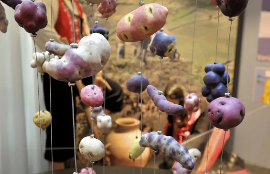 弗里特博物館門票