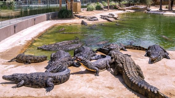 Visite autoguidée du parc aux crocodiles de Dubaï