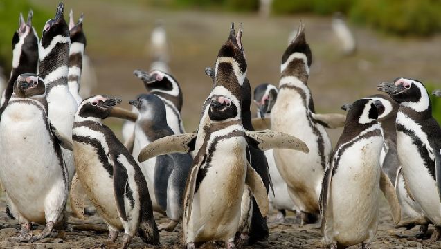 Cruise Shore Excursion Punta Tombo with Boxlunch from Pto Madryn