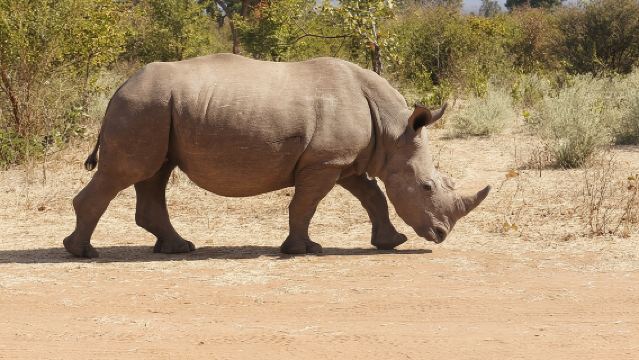 Game Drive and White Rhino Walking Safari in Livingstone