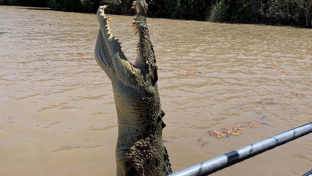 The Croc Bus to the Famous Jumping Crocodile Cruise