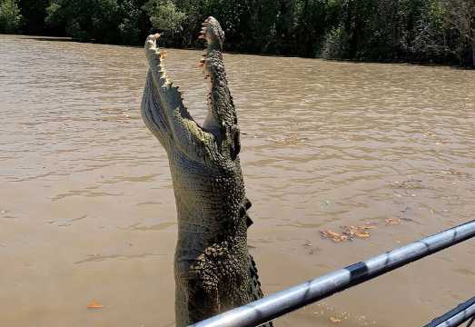 The Croc Bus to the Famous Jumping Crocodile Cruise AUD 132.57