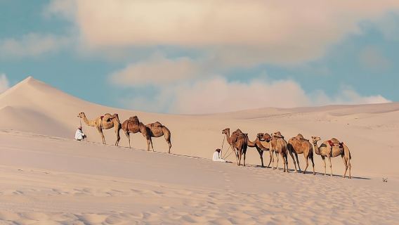 Doha: Tur Sepeda Quad, Safari Gurun, Naik Unta & Sandboard