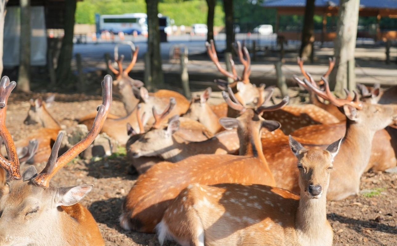 Однодневный тур по Киото и Наре с оленями | Храм Киёмидзу & Святилище Фусими Инари & Парк Нара
