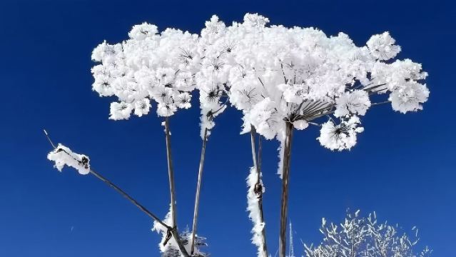 Berlepas dari Yanji|Lawatan Sehari Gunung Salji - Gunung Changbai