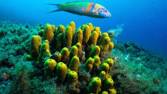 Lanzarote Introductory Scuba Diving Experience