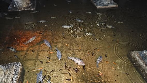 Basilica Cistern Small Group, Live Guide. w/Skip-the-Line Ticket