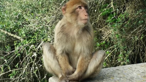 tour privato di Gibilterra da Marbella o Malaga