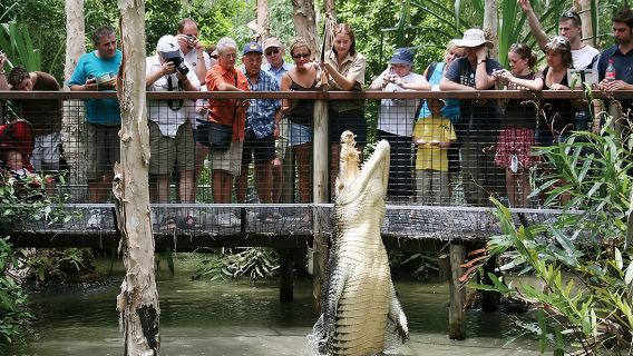 Hartley's Crocodile Adventures Half-Day Tour from Cairns