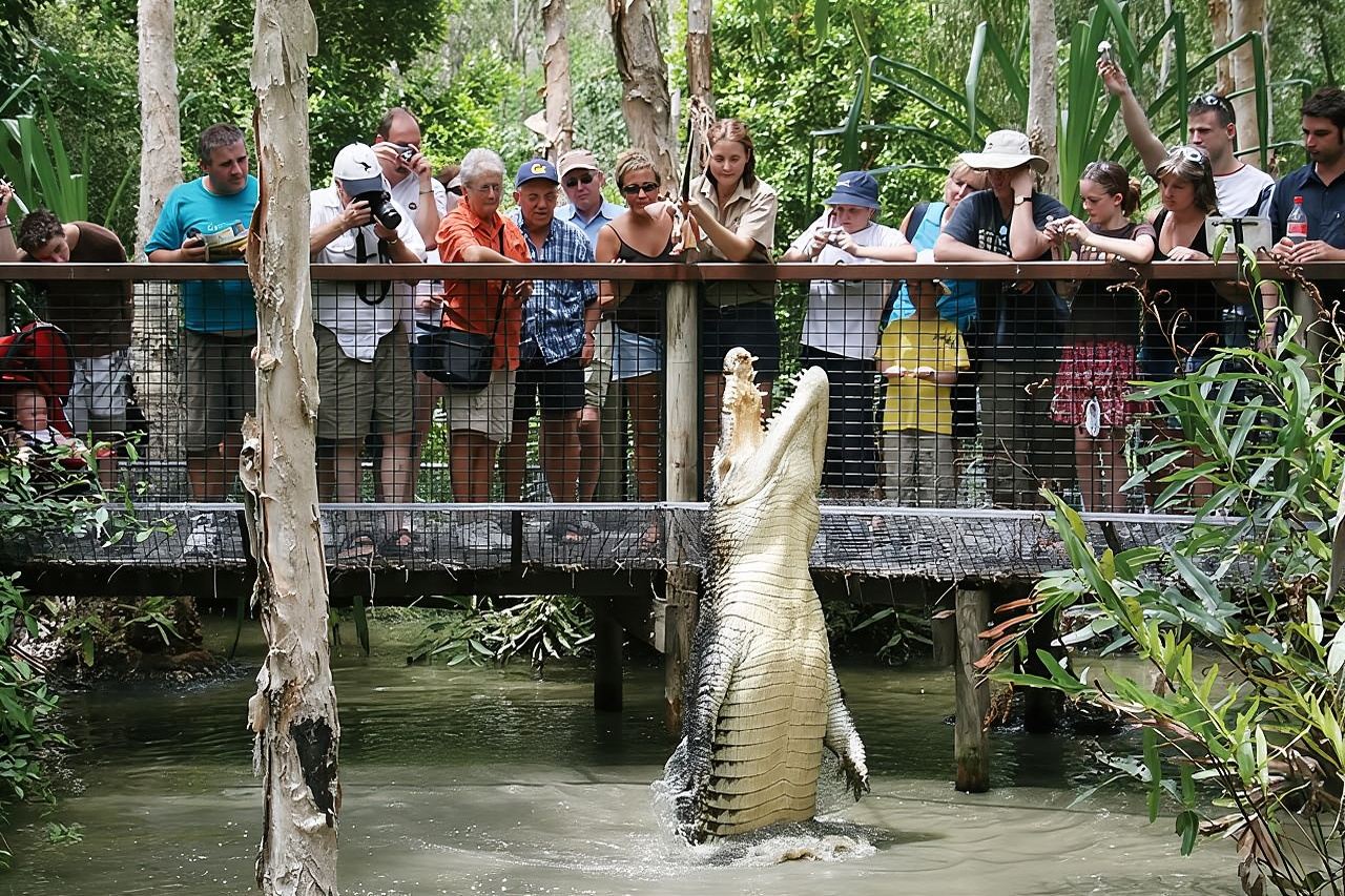 Excursión de medio día a Hartley's Crocodile Adventures desde Cairns